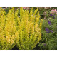 Golden Rod