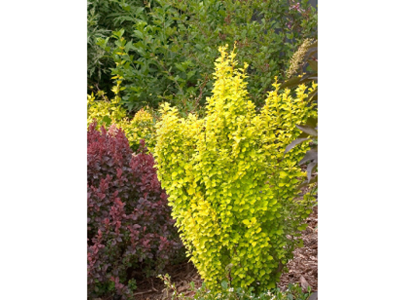 Golden Rod