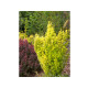 Golden Rod