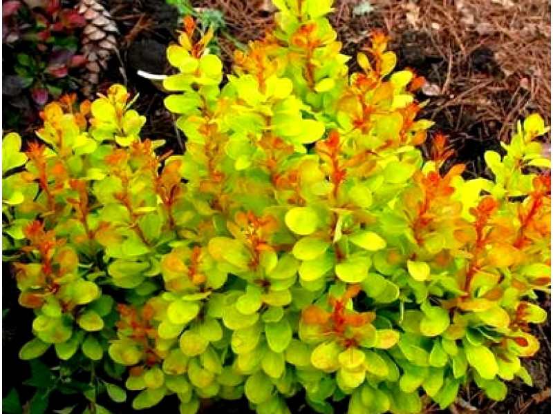 Golden Rod