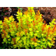 Golden Rod