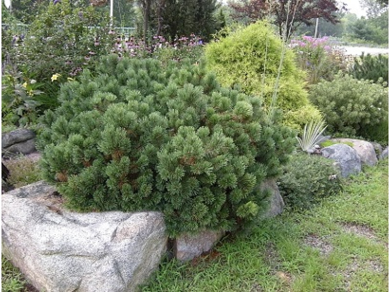 Gnome