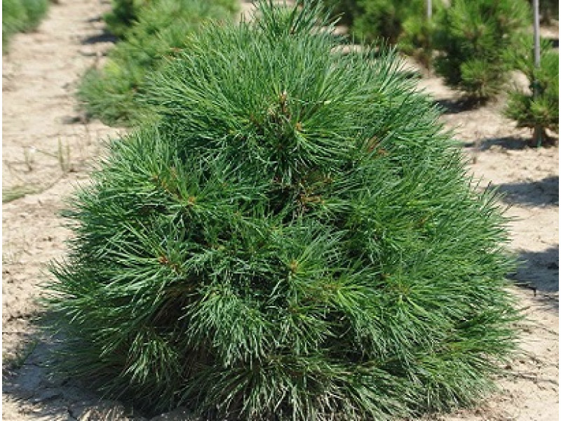 GlobosaViridis