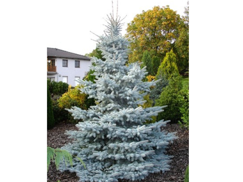 Hoopsii