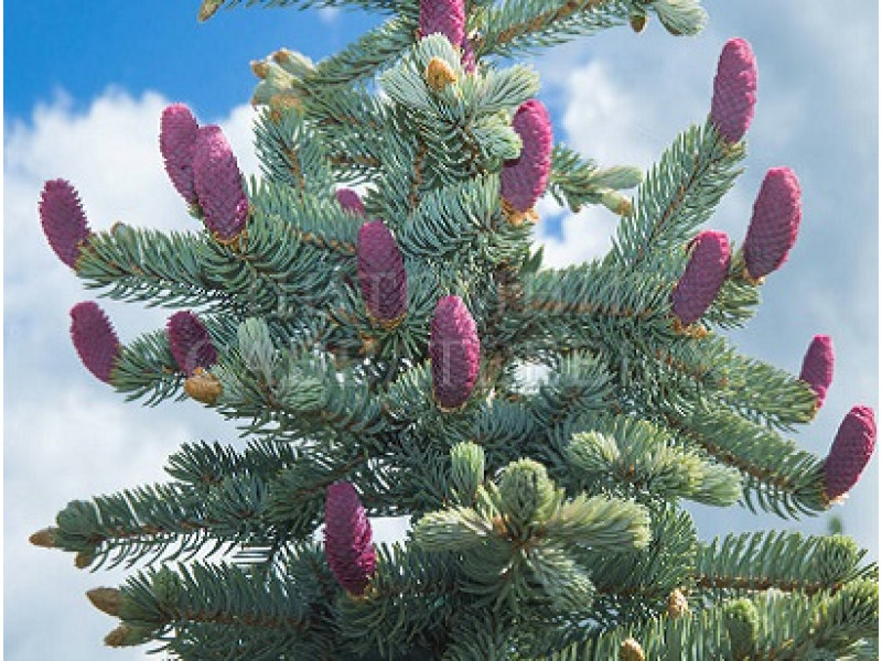 Hoopsii
