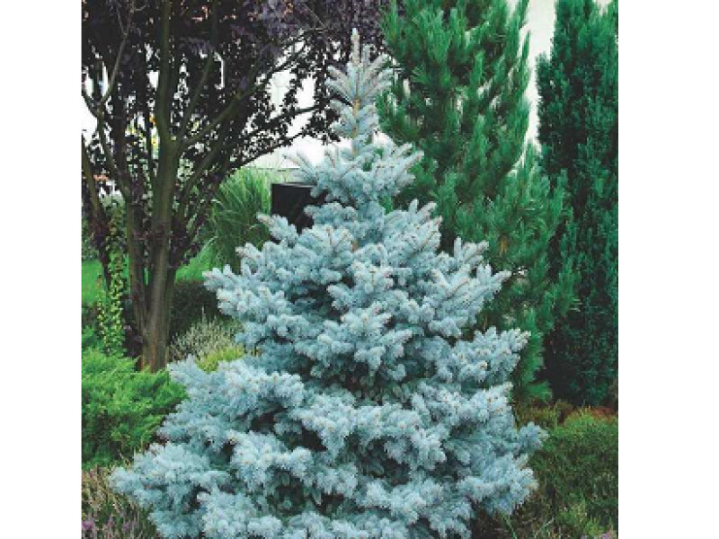 Hoopsii
