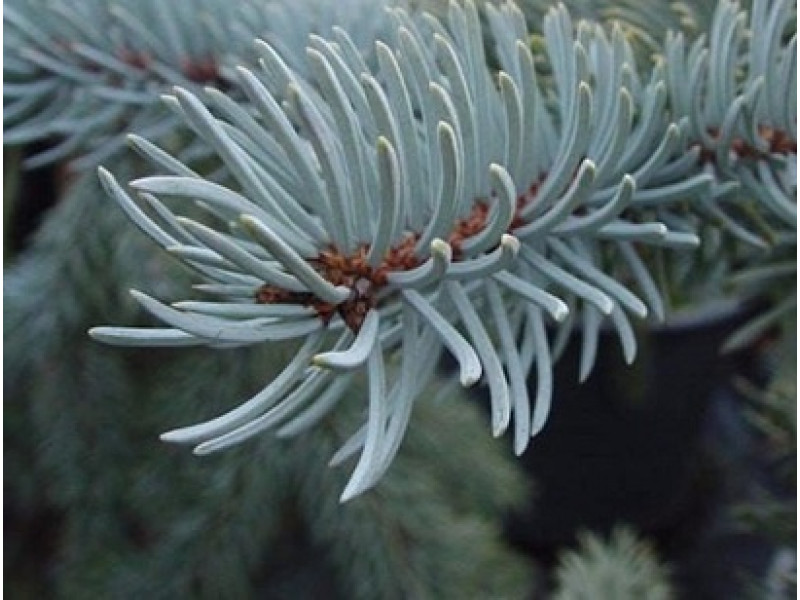 Hoopsii