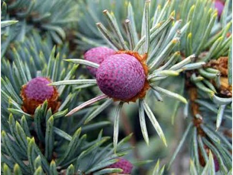 Hoopsii