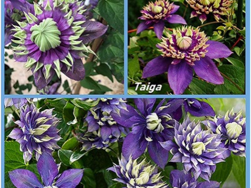 Taiga