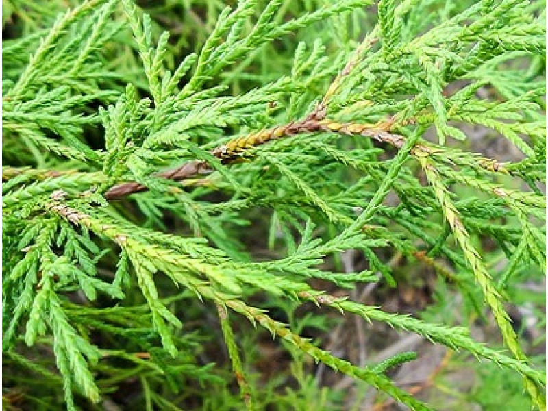 Filifera