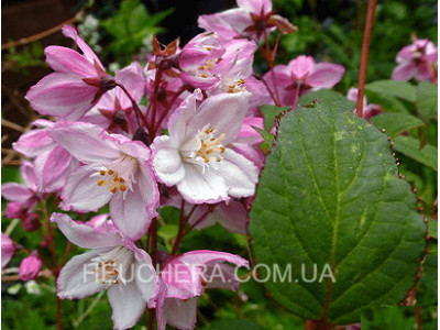 KalmiFlora