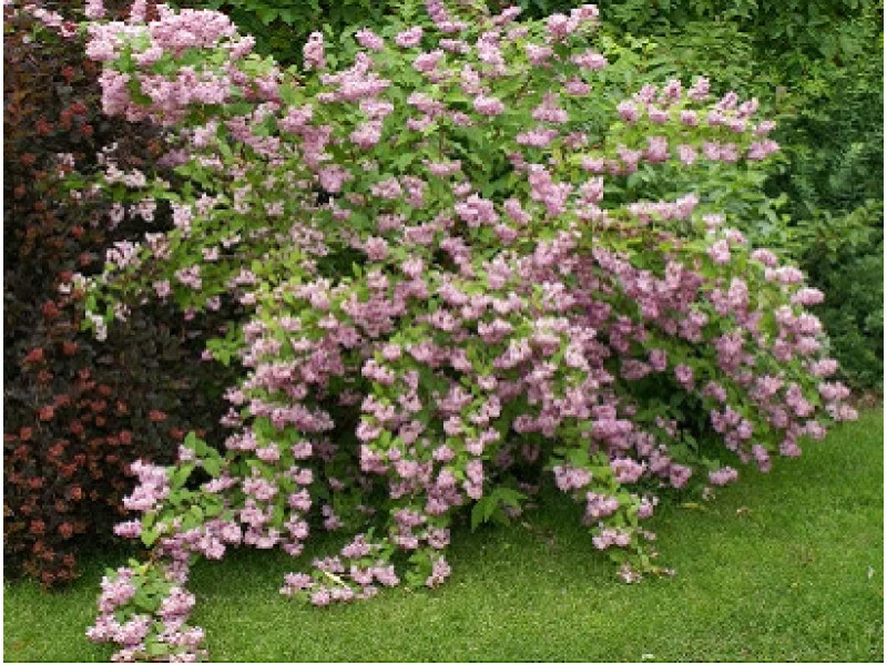Mont Rose