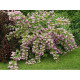 Mont Rose
