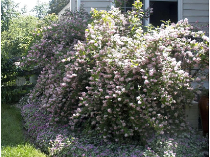 Mont Rose
