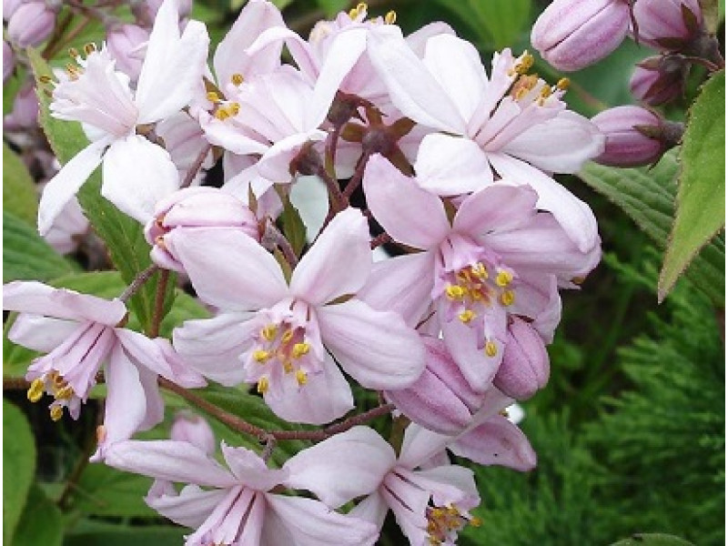 Mont Rose