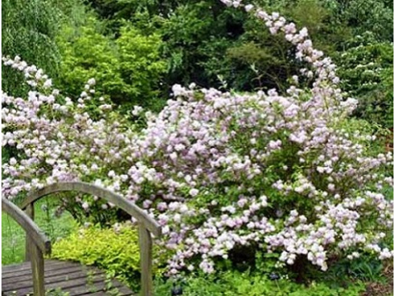 Mont Rose