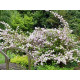 Mont Rose