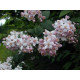 Mont Rose