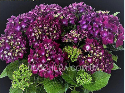 Hot Red Purple