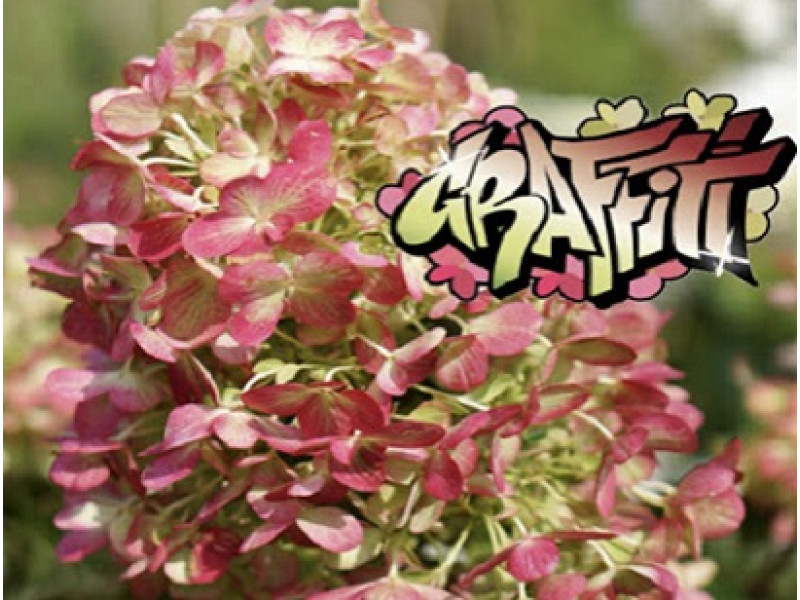 Graffity