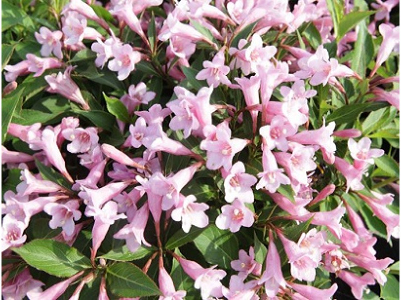 PinkPoppet