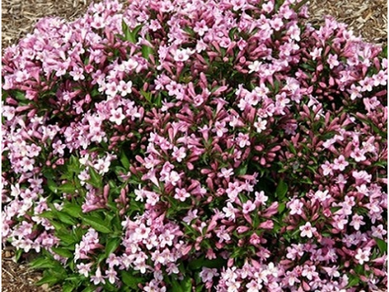 PinkPoppet