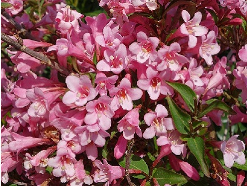 PinkPoppet
