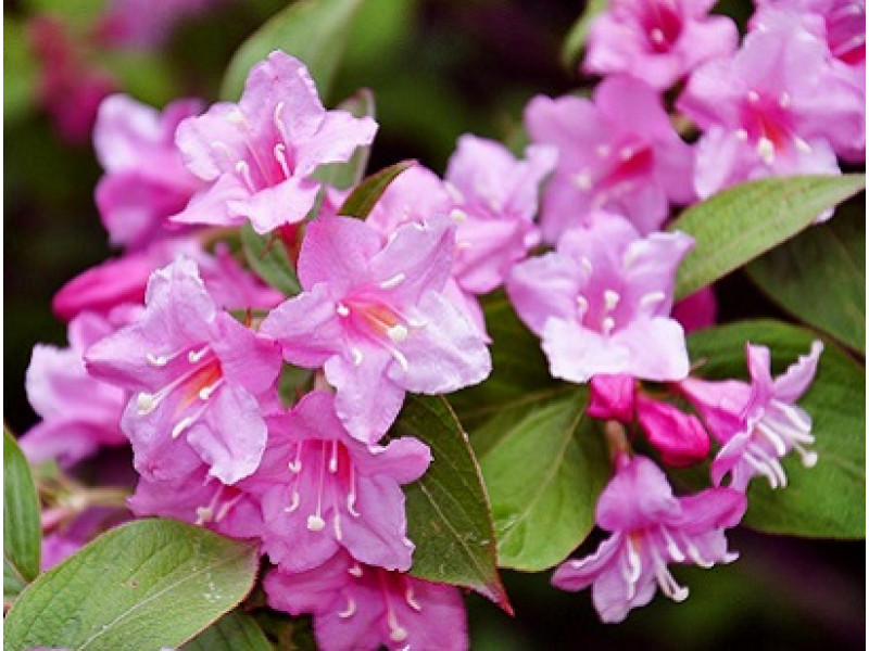 PinkPoppet