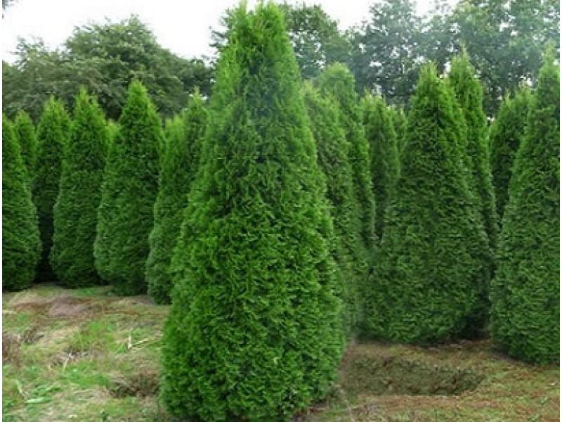 Malonyana