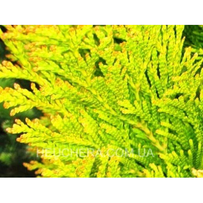 Tiger Gold