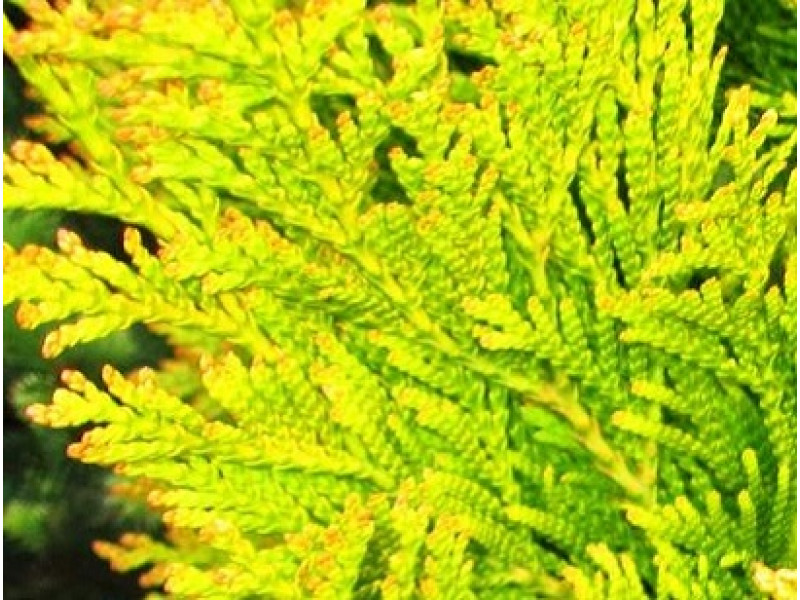 Tiger Gold