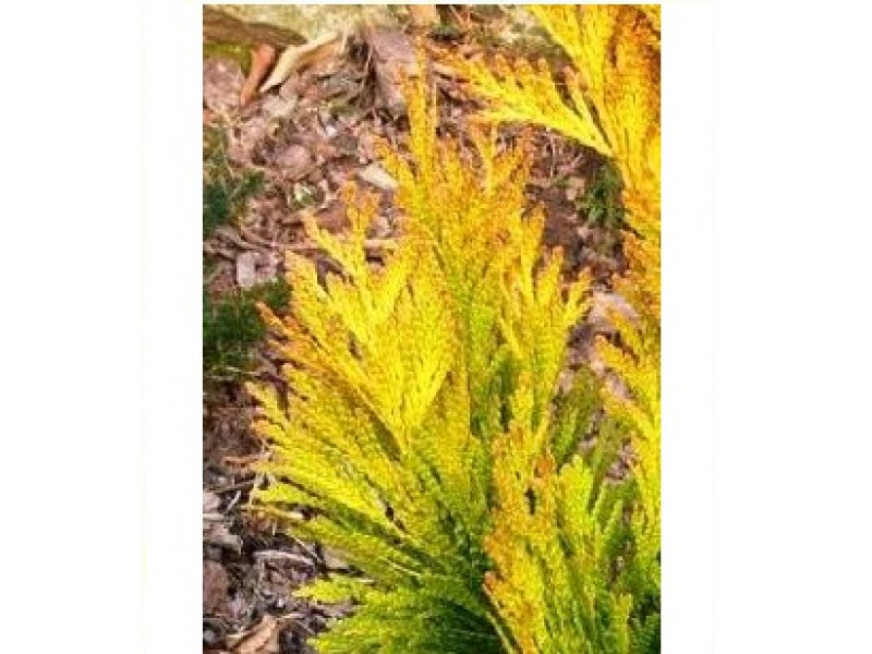 Tiger Gold