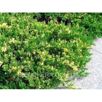 Variegata (козацький)
