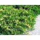 Variegata (козацький)