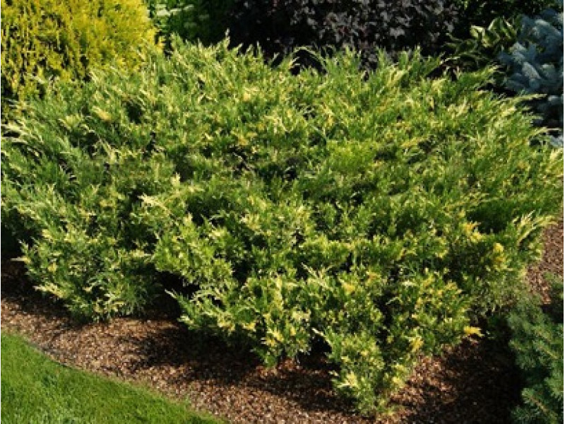 Variegata (козацький)