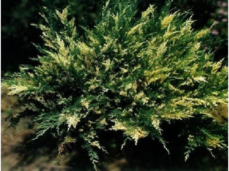Variegata (козацький)