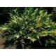 Variegata (козацький)