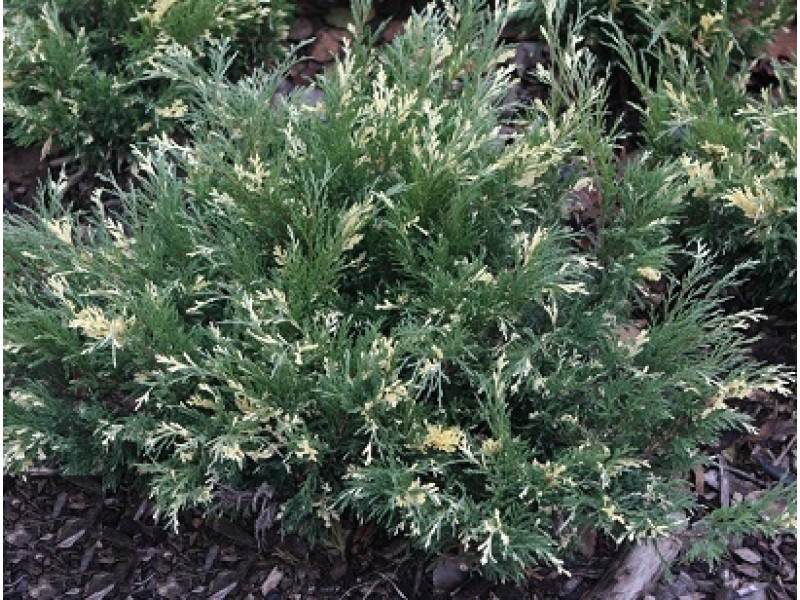 Variegata (козацький)