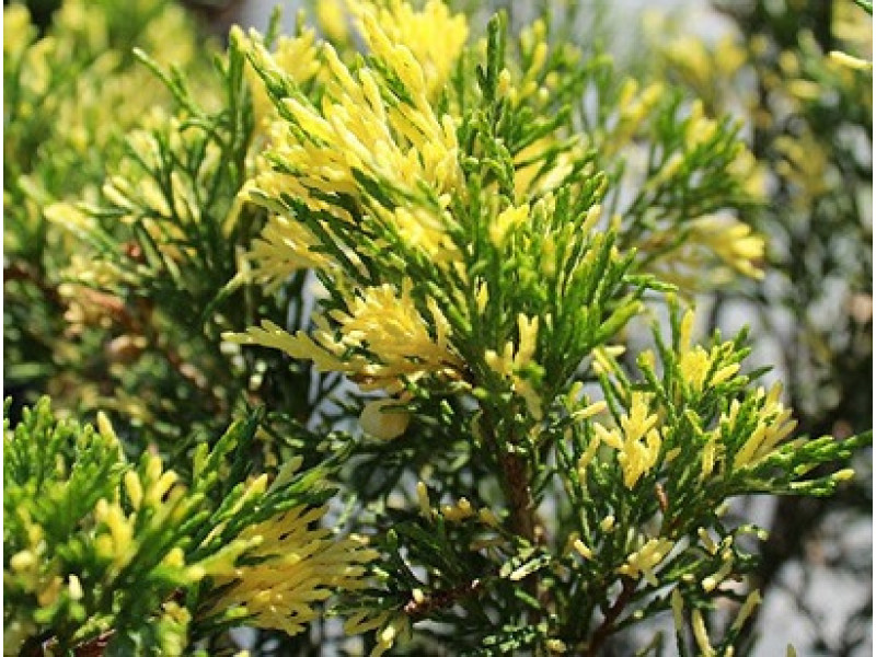 Variegata (козацький)