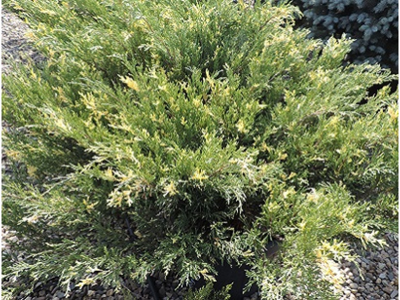 Variegata (козацький)