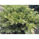 Variegata (козацький)
