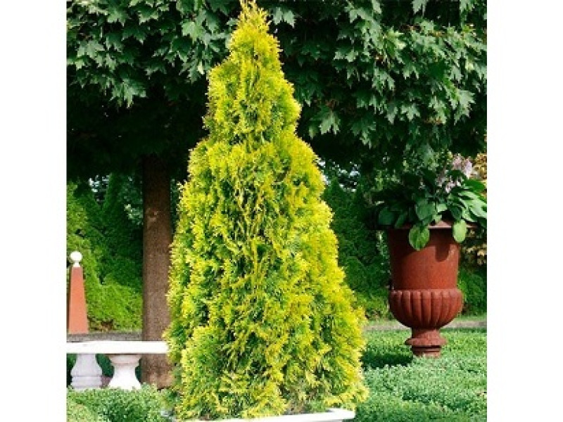 Golden Brabant