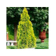 Golden Brabant
