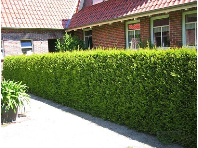 Golden Brabant