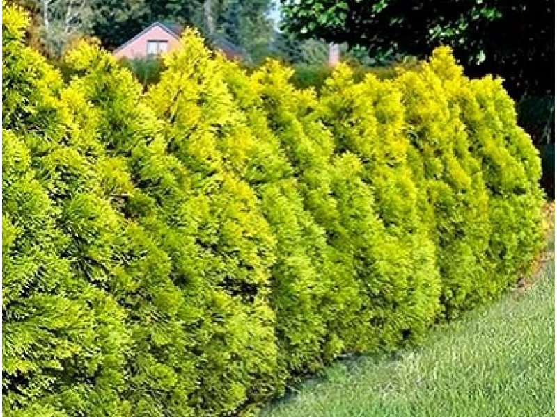 Golden Brabant