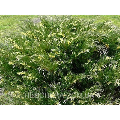 Andorra Variegata