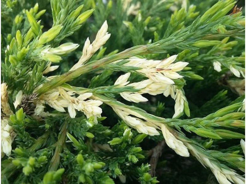 Andorra Variegata