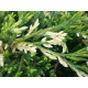 Andorra Variegata