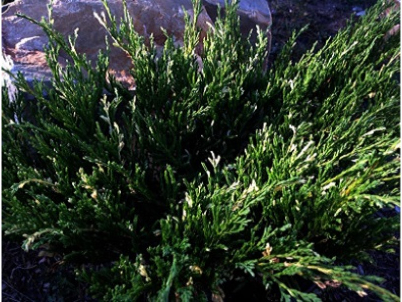 Andorra Variegata