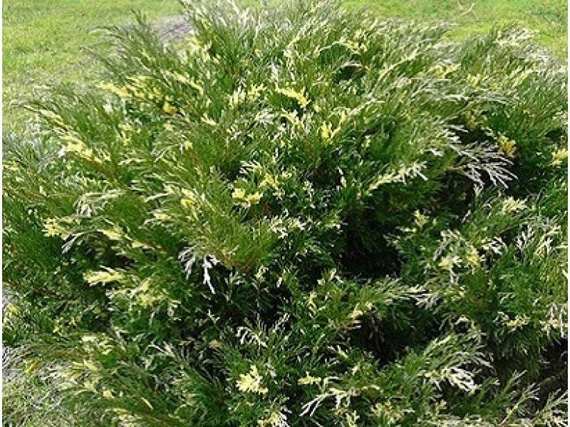 Andorra Variegata